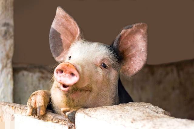 2022年养猪行业风向标？还得看这几点！